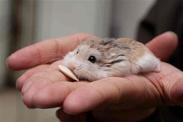 Hướng dẫn chăm sóc chuột hamster robo