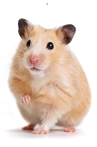 Tìm hiểu với hơn 94 hình nền chuột hamster hài hước mới nhất thdonghoadianeduvn