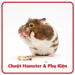 Hamster with cheek pouches stuffed full of food