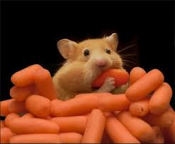 Các loại thức ăn để vỗ béo hamster - Lolipet - Chuyên chuột hamster , chó cảnh , mèo cảnh , nhím cảnh , thỏ cảnh