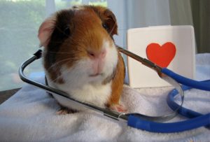 Những bệnh thường gặp ở Hamster và cách xử lý - Lolipet - Chuyên chuột hamster , chó cảnh , mèo cảnh , nhím cảnh , thỏ cảnh