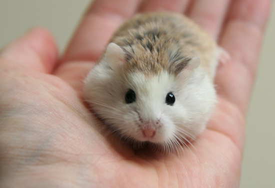 chuột hamster ở Hà Nội nhỏ đến mức có thể nằm gọn trong lòng bàn tay