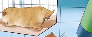 4 Bệnh thường gặp khi nuôi Hamster và cách chăm sóc - Lolipet - Chuyên chuột hamster , chó cảnh , mèo cảnh , nhím cảnh , thỏ cảnh