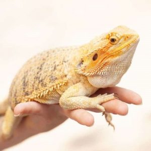 BÒ SÁT CẢNH