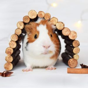 CHUỘT LANG _ GUINEA PIG