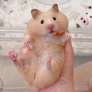 CHUỘT HAMSTER