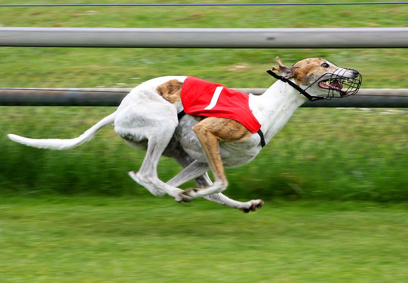 800px-Greyhound_Racing_4_amk