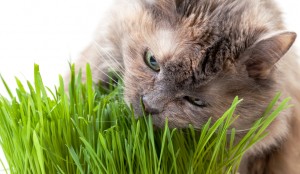 Cat-Eating-Grass2