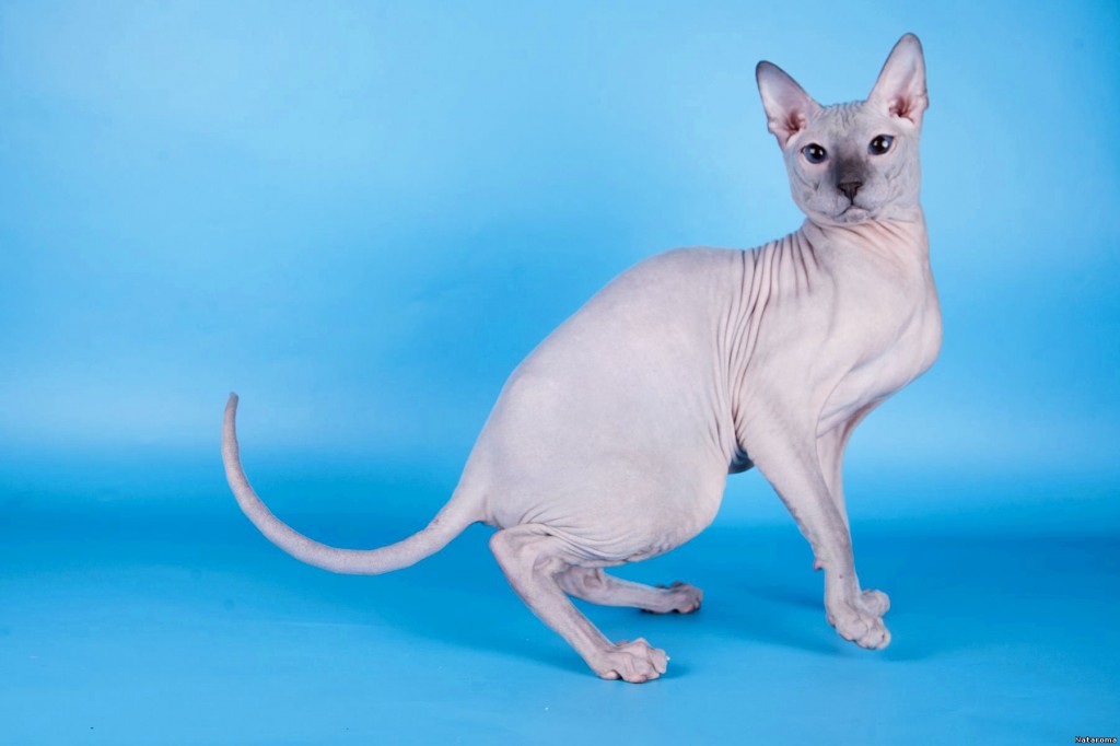 Donskoy-Cat-Pictures