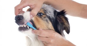 How-to-clean-your-dog's-teeth
