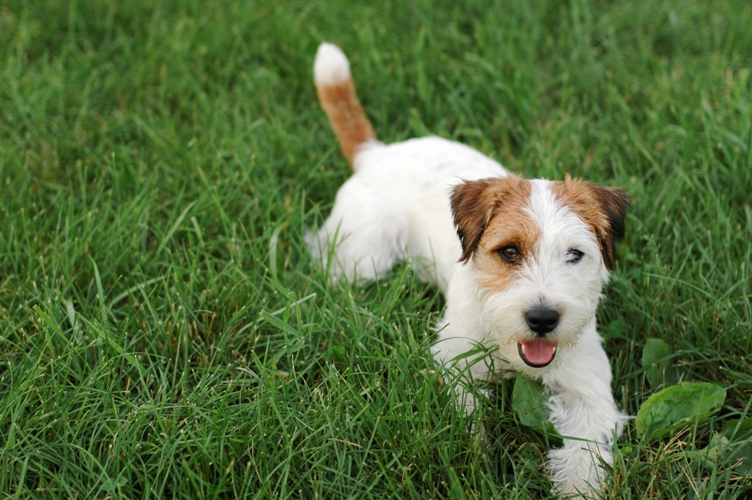 Jack Russell in Grass