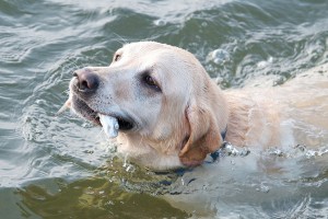 Labrador-Retriever-Swimming
