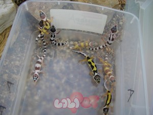 Leopard Gecko Photo (21)