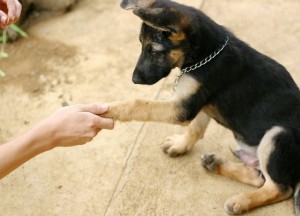 Shake-hands-with-dog-810x584