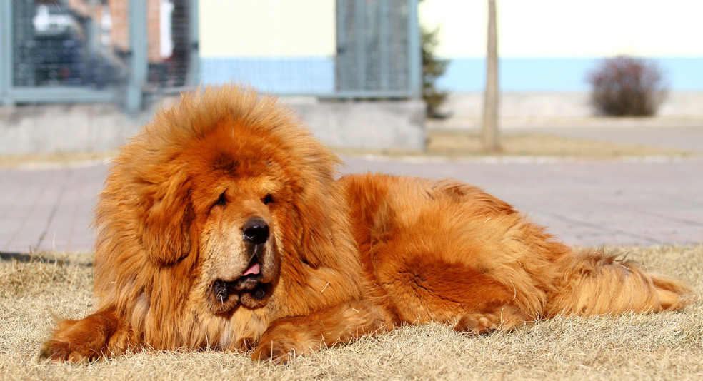 Tibetan-Mastiff-Red