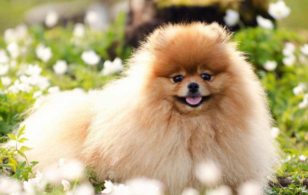Chó Phốc Sóc (Pomeranian): Đặc điểm, tính cách, nguồn gốc