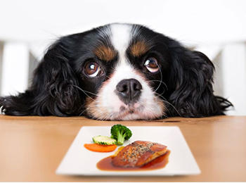 Có nên cho chó ăn cá hay không?