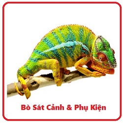 chameleons-video-160