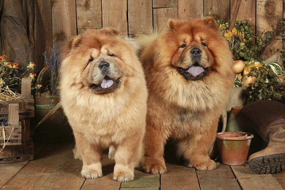chow-chow-128104507-resized-56a26ac43df78cf772756273