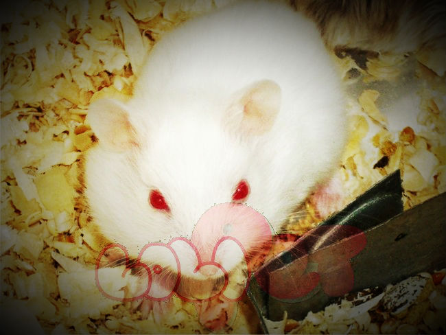 chuột-hamster-abino-2