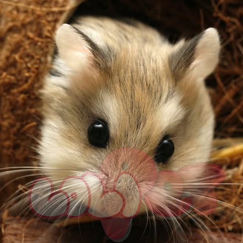 chuột hamster sóc campell (2)1