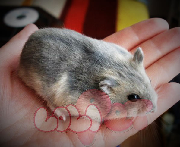 chuột hamster saphire (2)_webcamera360_20140702175358