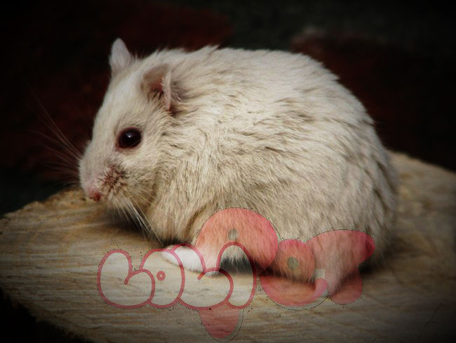 chuột-hamster-socola-2