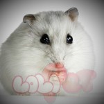 chuột hamster trắng sọc ww (2)_webcamera360_20140702174555