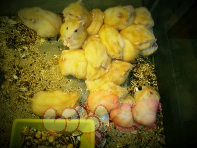 chuột-hamster-vàng-chanh-3