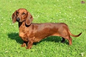 chó-lạp-xưởng-dachshund-tacken-1
