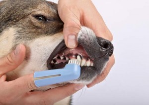 dog-getting-teeth-brushed-alamy-cry6a0-590lc012116