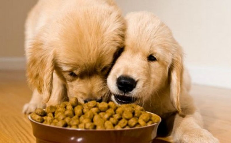 [Bật mí] #5 Cách làm thức ăn cho chó tại nhà #Nhanh #Gọn #Lẹ