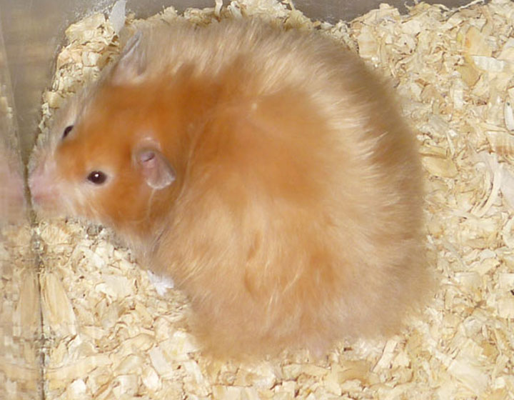 Chuột hamster 