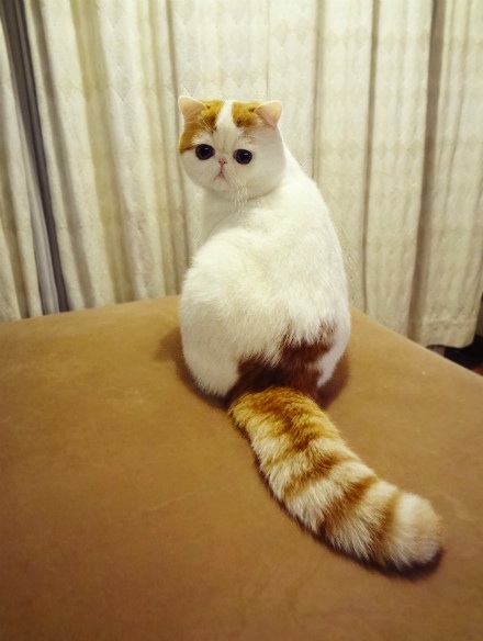 Mèo Exotic - Giống Mèo Ba Tư lông ngắn siêu cute - Lolipet ...