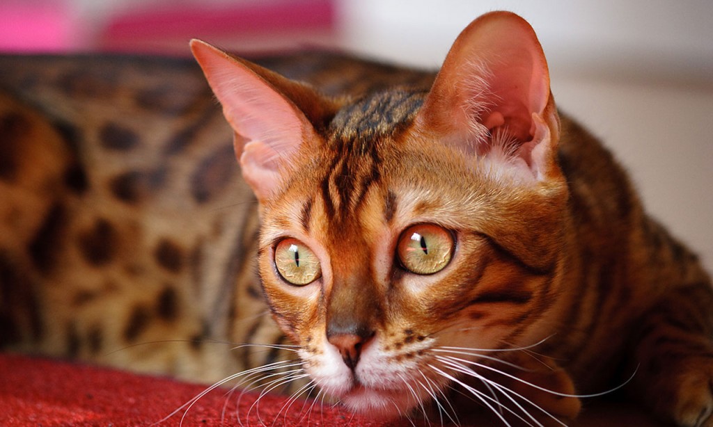 gato-bengali