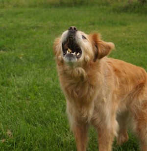 golden-retriever-barking