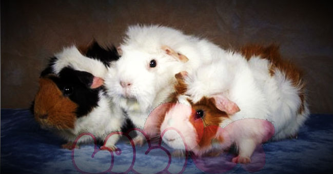 guinea-pig-aby