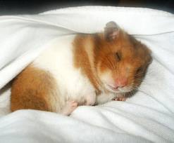 chuột hamster bear đẹp 