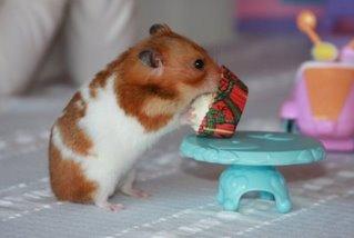 hamster eating cupcake