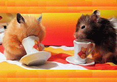 Chế độ ăn hàng ngày của chuột hamster