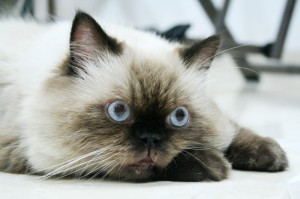 himalayan_cat1