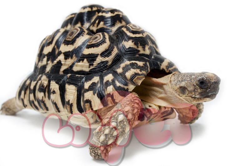 mini4B8H7Nleopard_tortoise