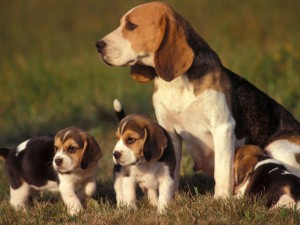 mua-bán-chó-beagle-chó-săn-thỏ-giá-bao-nhiêu-3
