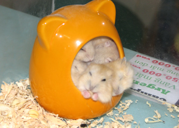 lolipet địa chỉ mua hamster tại hà nôi giá rẻ nhất
