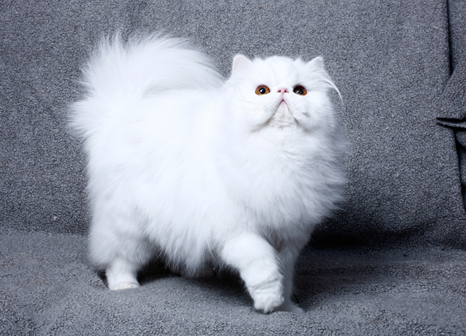 persian-cats-personality