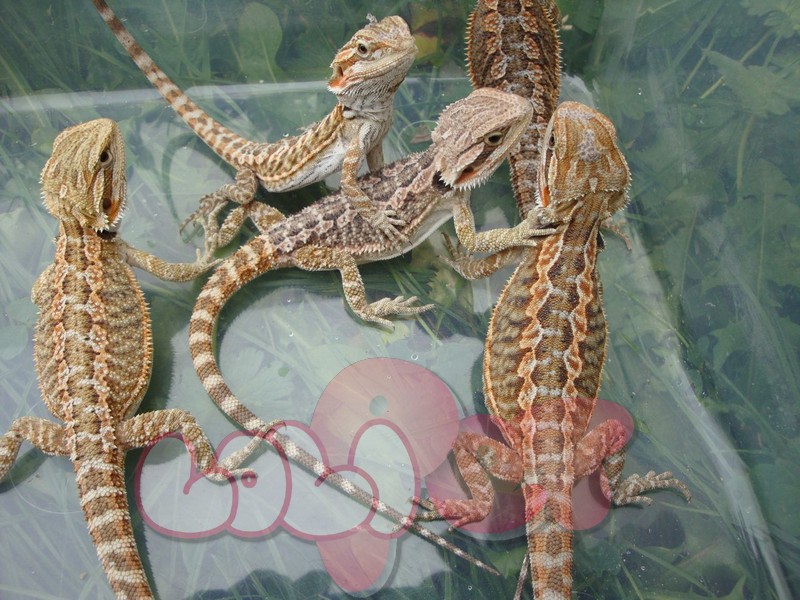 rainbow-tiger-bearded-dragon-524c6dad41faf