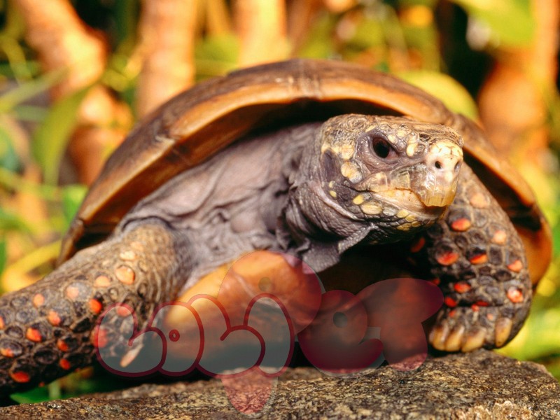 red-footed-tortoise