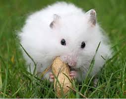 Thức ăn cho chuột hamster - những điều cần biết